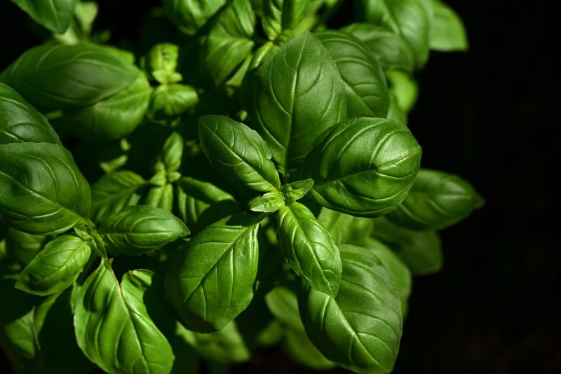 Savor the taste of Italy